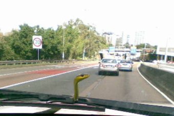 Sydney looks like a delightful place to live...